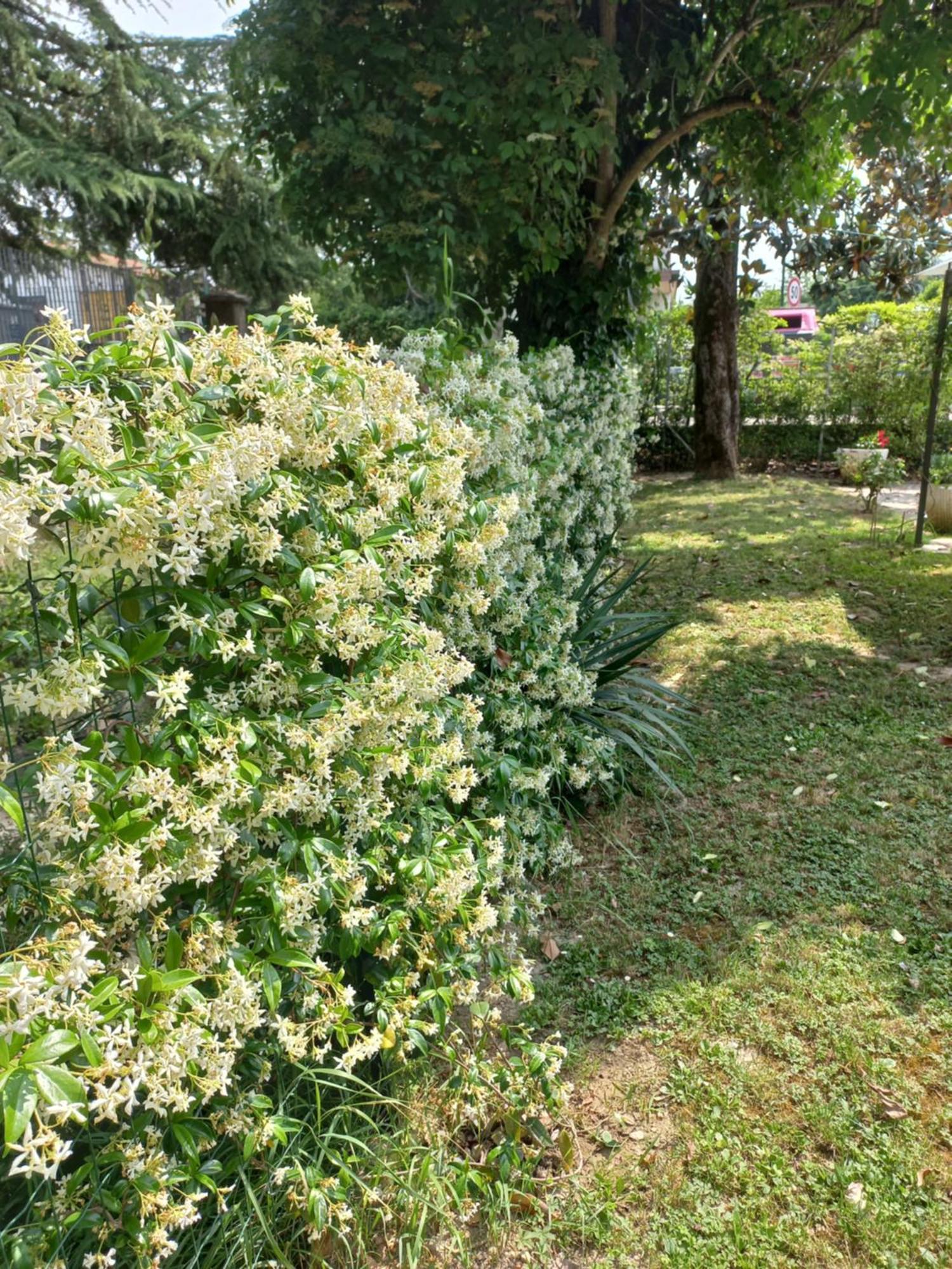 Appartamento Le Magnolie Mestre Exterior foto